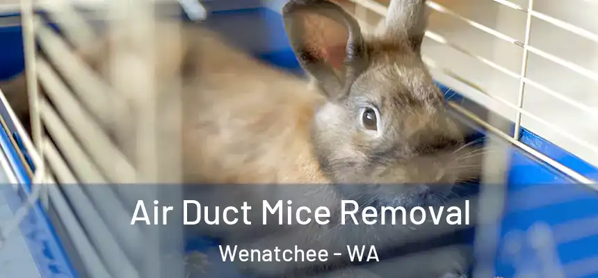  Air Duct Mice Removal Wenatchee - WA